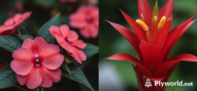 Cómo Revivir la Planta Alegría del Hogar (Impatiens y Guzmania) 3 Impatiens walleriana VS Guzmania